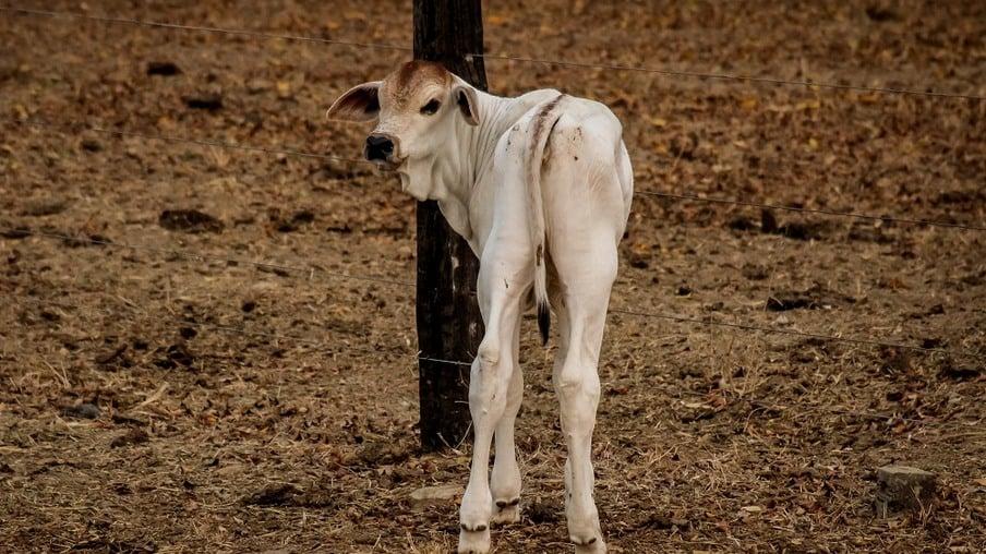 Intenso abate de fêmeas pode ameaçar oferta de bezerros em MT