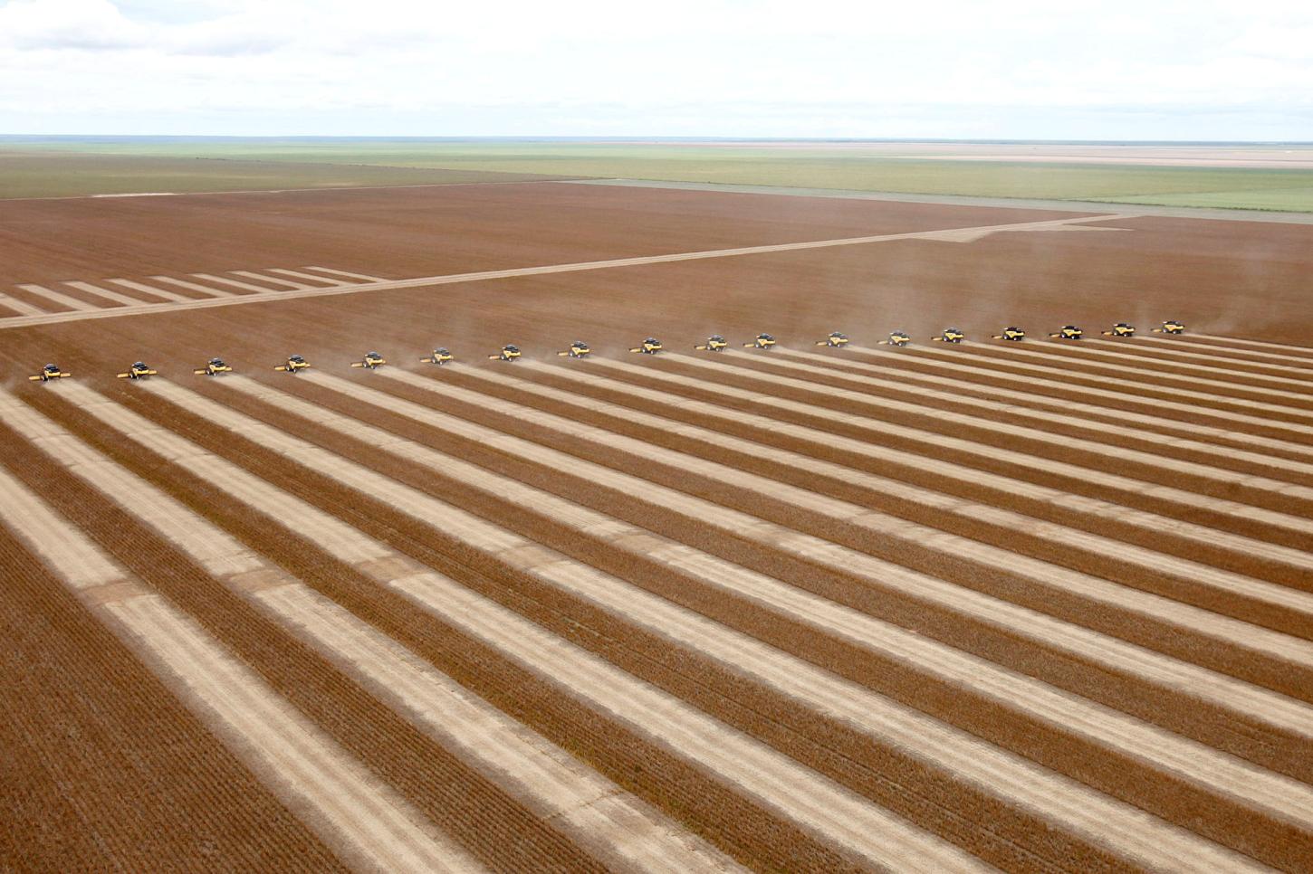 Soja mato-grossense abastece mercado crescente de suínos da China