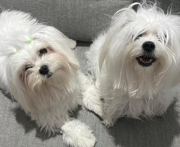 Cães morrem sufocados após serem esquecidos em carro de pet shop em Cuiabá