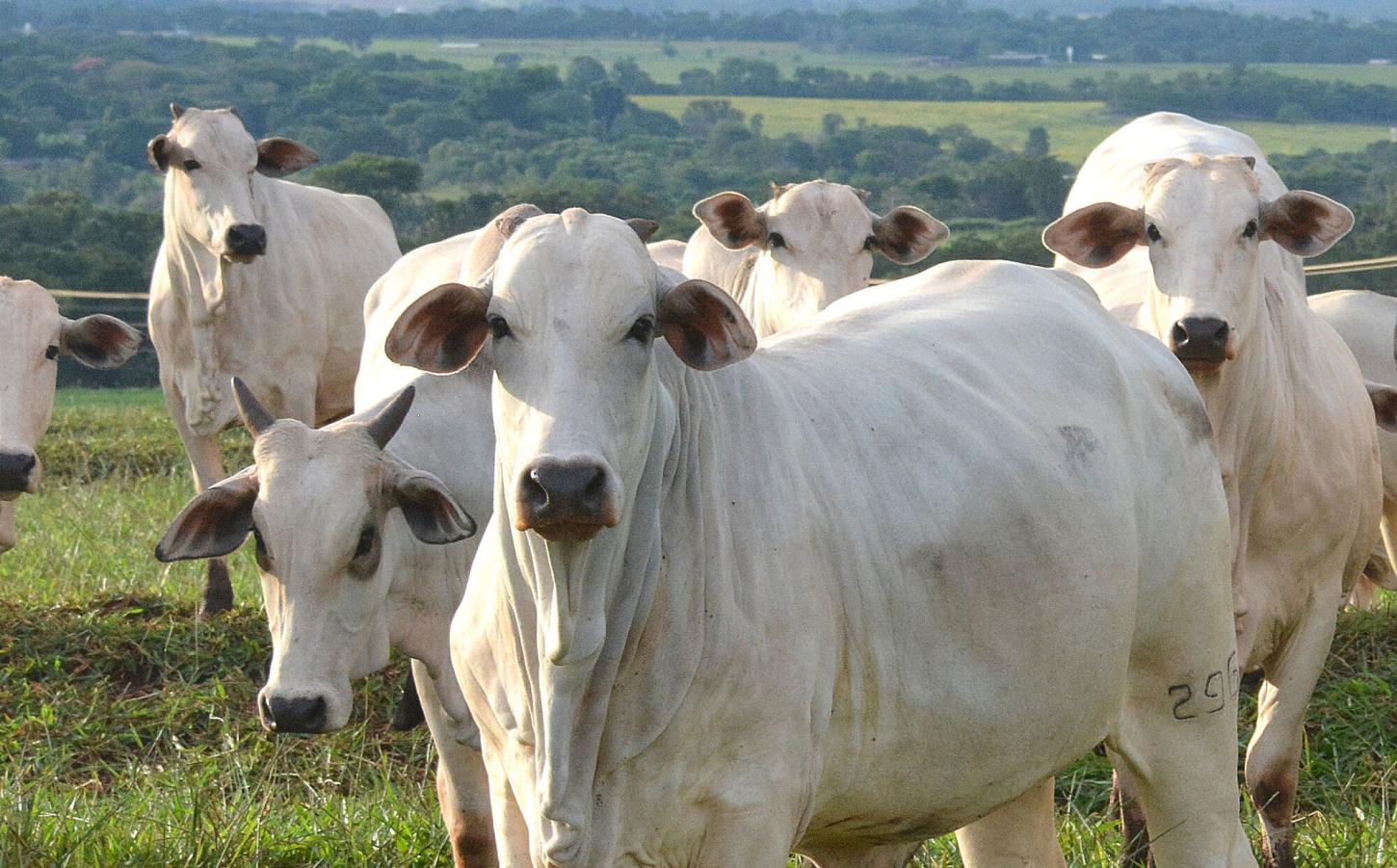 Arroba do boi gordo: semana começa com preços baixos
