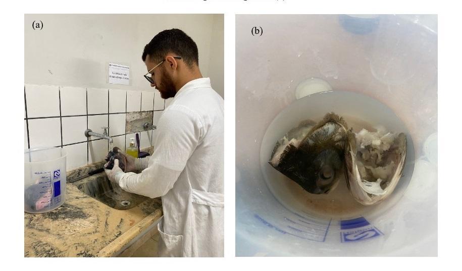 Pesquisadoras desenvolvem material biodegradável de amido e colágeno de peixe que pode substituir plástico sintético