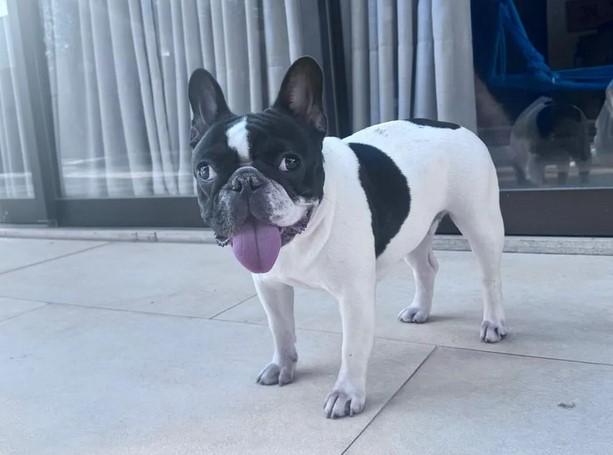 Cadela morre após tomar banho em pet shop e tutor denuncia suposto maus-tratos em MT