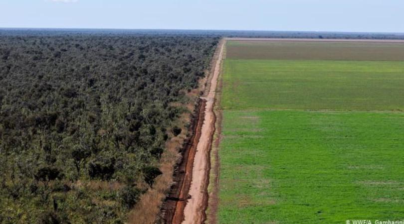 MT desmata 170 mil hectares ilegalmente em menos de um ano, aponta estudo