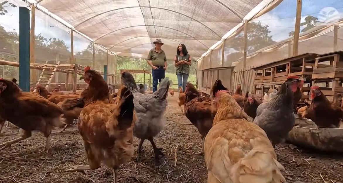 Estufas viram galinheiros e aumentam renda em sítio de MT