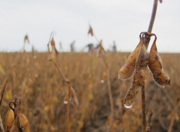 Exportação de soja mato-grossense para a China recua 15% em 2024