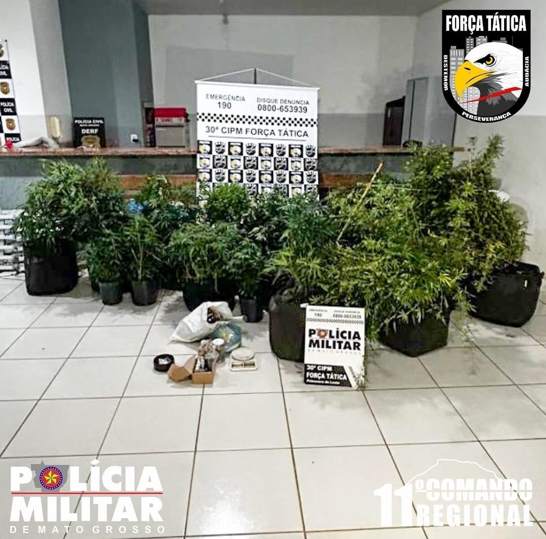 Vídeo; PM fecha estufa clandestina de maconha e prende homem por cultivo e tráfico