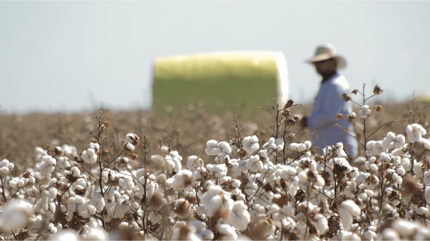 Área destinada ao algodão é reduzida em MT devido às chuvas