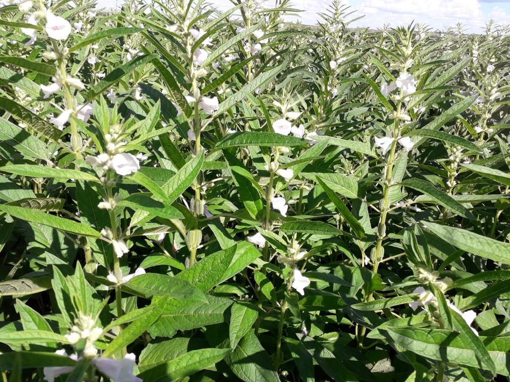 Pulses ganham força como terceira safra e prometem rentabilidade maior que milho e soja em MT