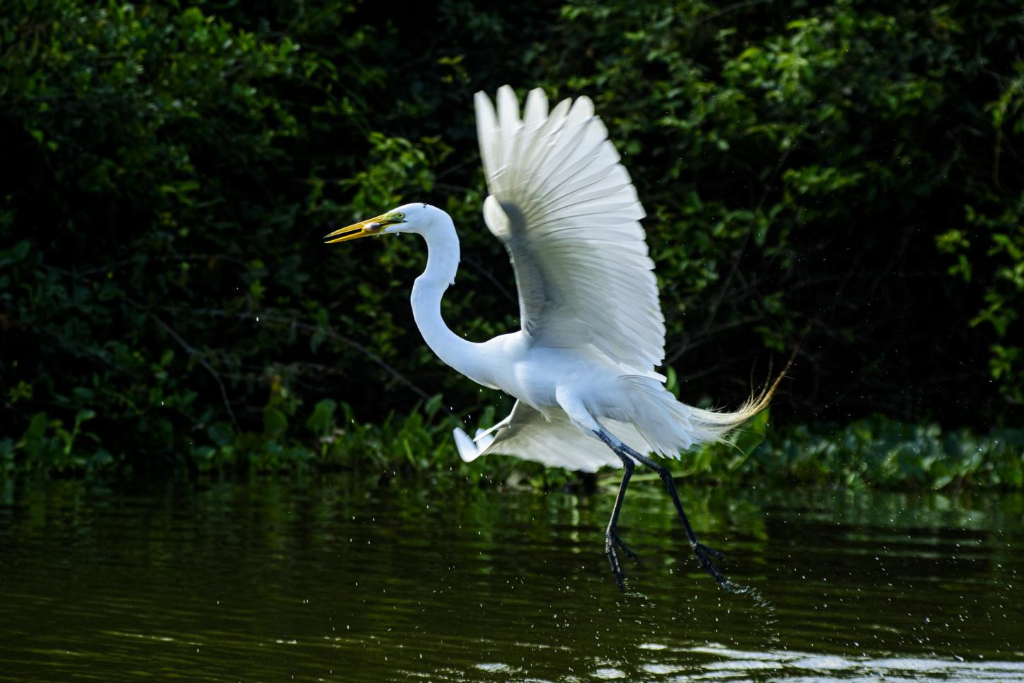 Biodiversidade de Mato Grosso é destaque na maior feira mundial de observação de aves