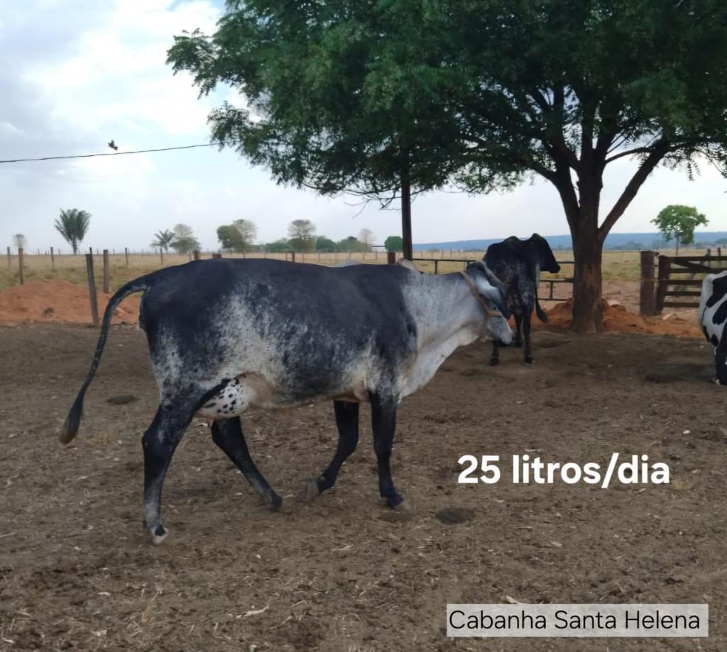 Melhoramento Genético impulsiona produção de leite em propriedades da agricultura familiar em MT