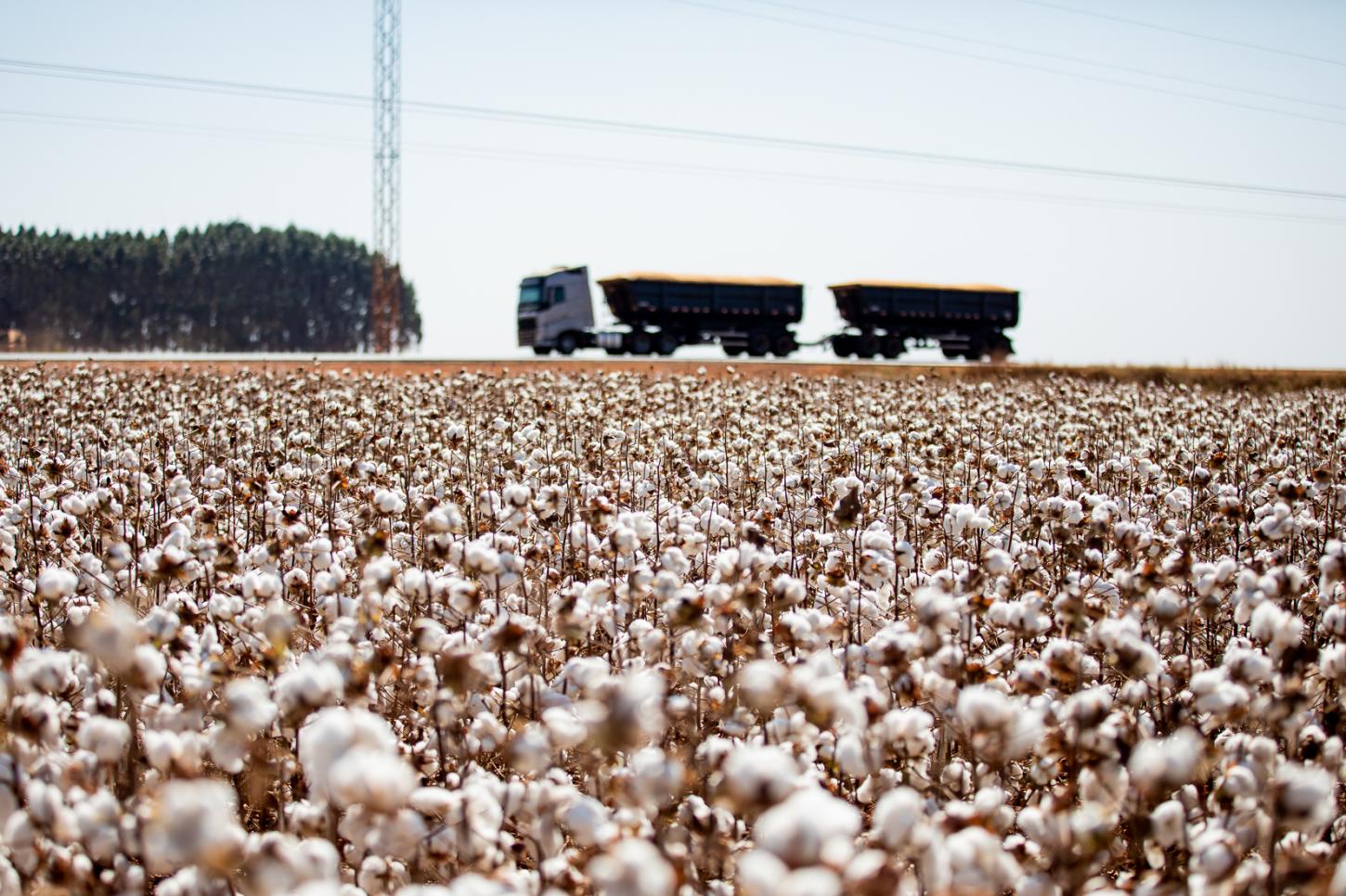 Mato Grosso consolida liderança e encerra safra de algodão com crescimento de 8%