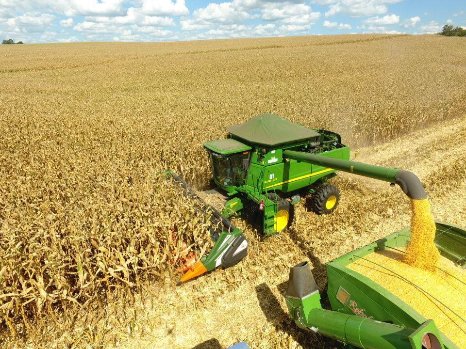 Oferta de milho em Mato Grosso será menor na safra 25/26; veja os números