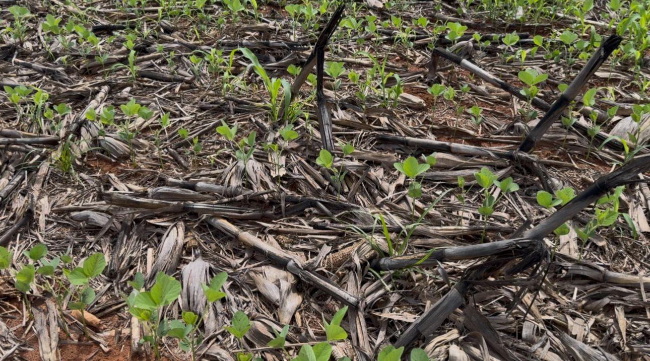 Aprosoja MT alerta o Mapa sobre crise hídrica e riscos à produtividade da safra 2025/26 no estado