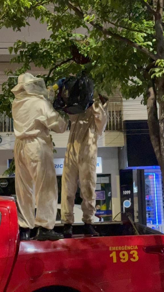 Primavera do Leste; Corpo de Bombeiros remove enxame de abelhas em árvore na calçada de bairro residencial