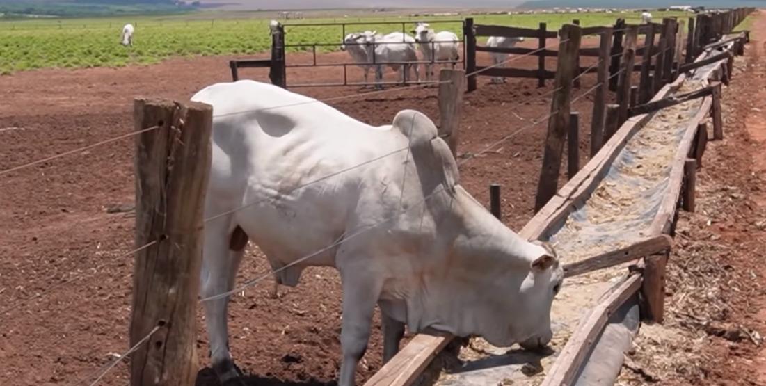 Soja atrasada, algodão no limite e arroz que vira ração para boi: a dura realidade do campo em Jaciara