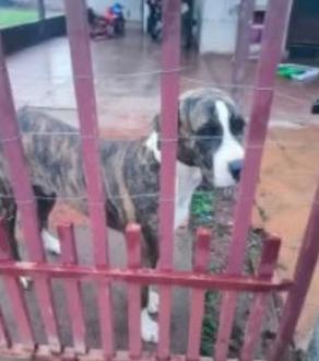 Idoso de 68 anos é preso por suspeita de zoofilia e alega sofrer de 'perda de memória' em Nova Guarita