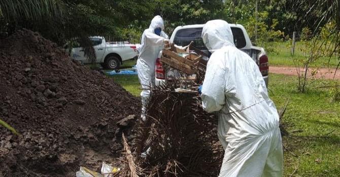 Indea encerra ações de combate ao foco de gripe aviária em Acorizal