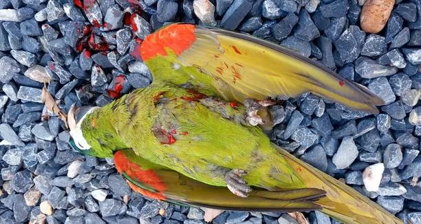 Morador é preso suspeito de matar arara maracanã com espingarda em Cuiabá
