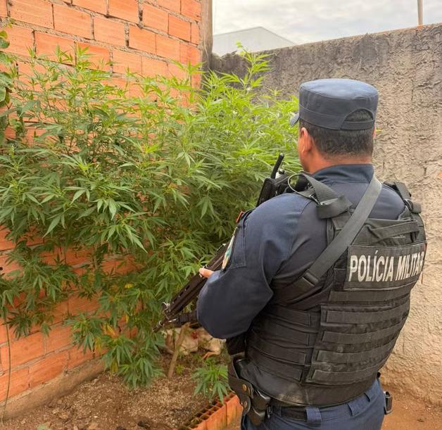 Primavera do Leste; Denúncia de violência doméstica leva à descoberta de plantação de maconha e prisão de casal