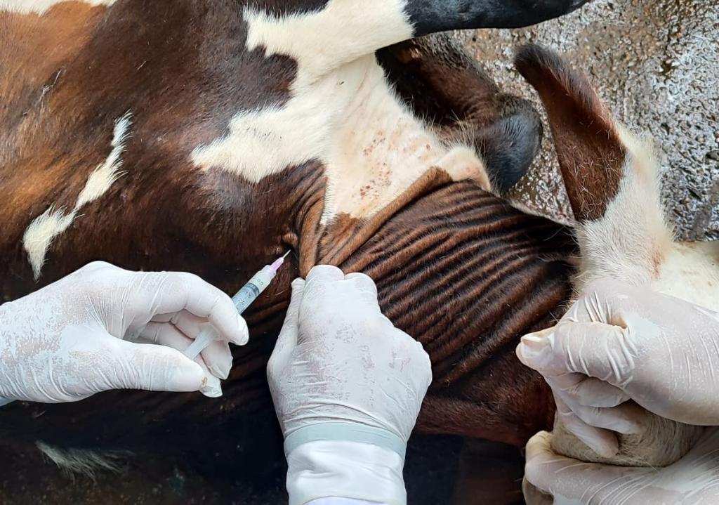 Vacinação contra brucelose deve imunizar 4 milhões de bezerras