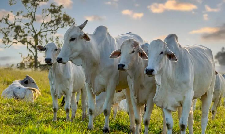 Abate de bovinos em Mato Grosso registra recorde em janeiro
