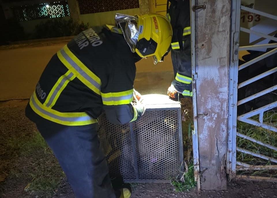 Bombeiros capturam dois pitbulls após invasão e ataque em residência de Confresa