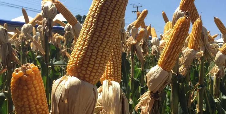 Comercialização de milho avança, mas segue atrasada ante a média em Mato Grosso