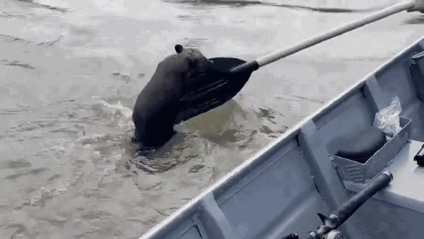 Quati pega “carona” em barco de pescadores durante travessia do Rio Xingu