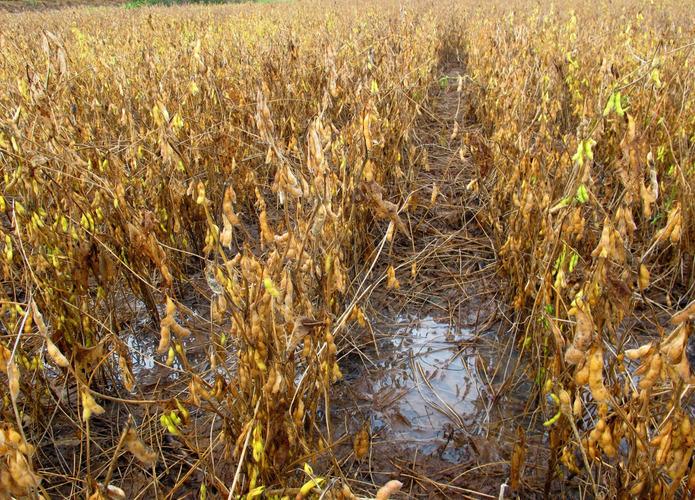 Região Sudeste é a mais atrasada na soja e milho em Mato Grosso