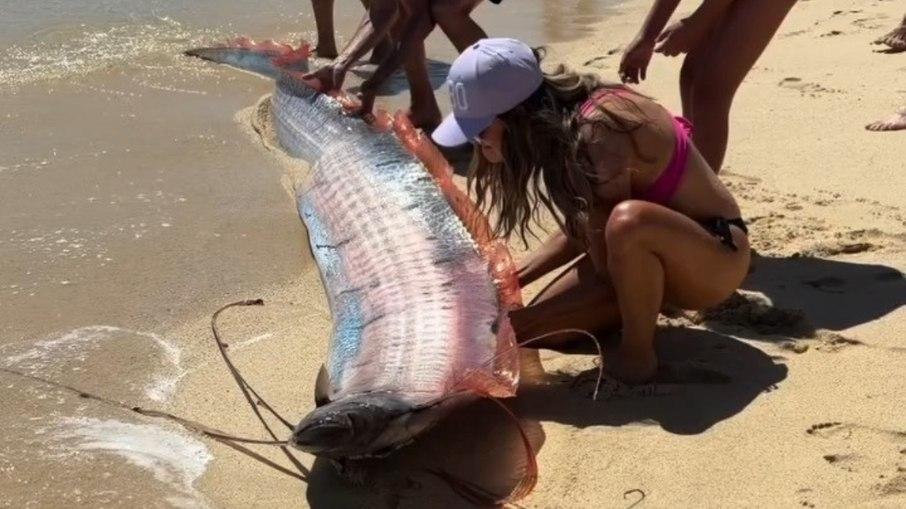 Turistas ajudam peixes-remo raros a voltar ao mar em praia do México