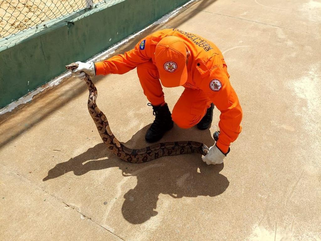Campo Verde; Bombeiros militares resgatam cobra jiboia de aproximadamente 1,5 metro em área de lazer de município