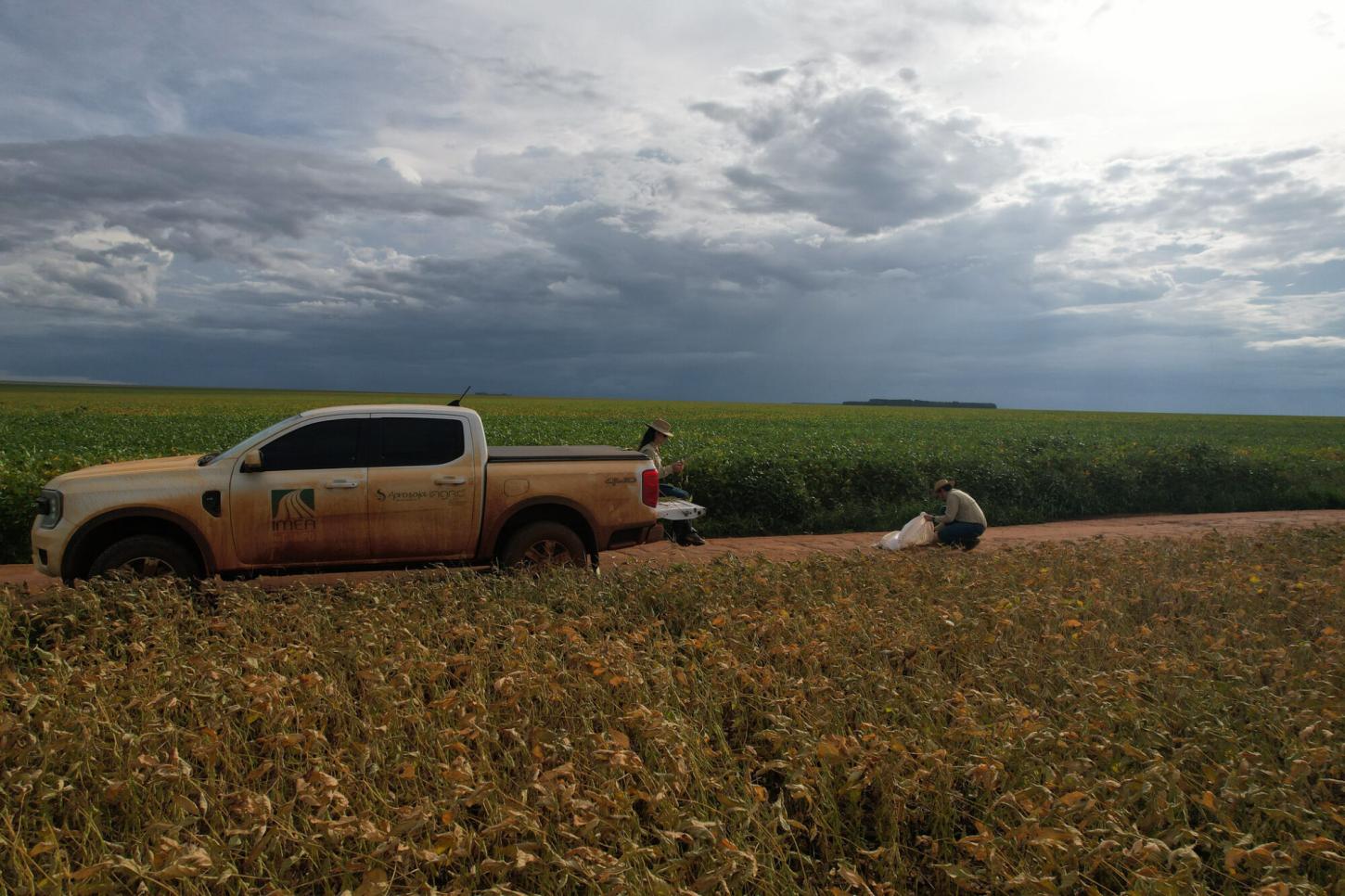 Produtividade final da soja em MT supera expectativas, mas custos e preços pressionam lucro