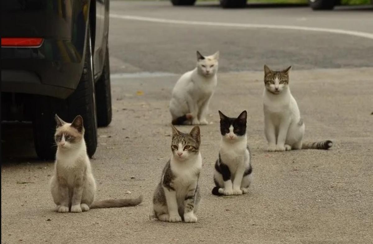 Suspeito de matar gato a pauladas é indiciado em Rondonópolis