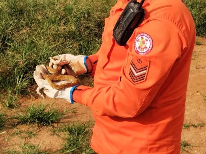 Primavera do Leste; Corpo de Bombeiros resgata cascavel e boipeva em áreas de risco