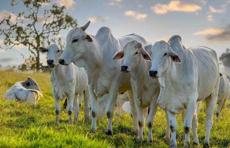 Pecuária de Mato Grosso prevê prejuízo bilionário com fim da escala 6x1 aprovado na Câmara