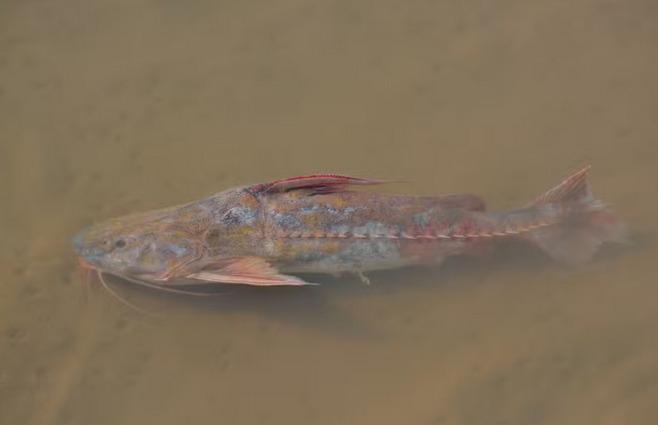 Peixe de 2ª se espalha no Rio Teles Pires e acende alerta para pescadores em MT