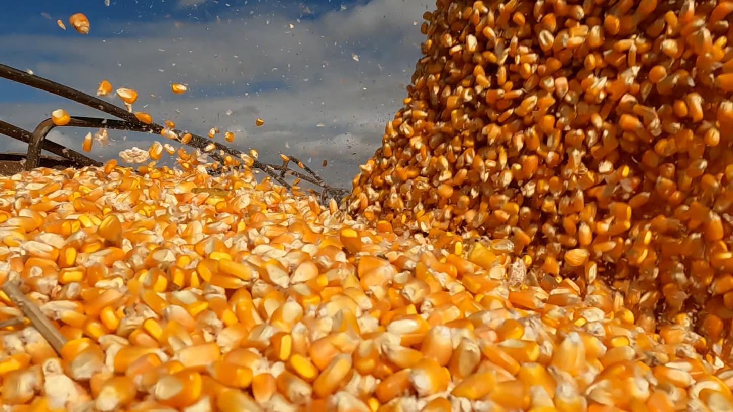 MT; Custo do milho recua 0,61%, mas preço segue abaixo do custo total