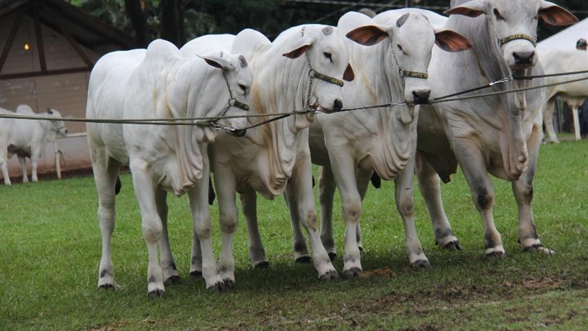 Rebanho bovino encolhe 1,62% em Mato Grosso