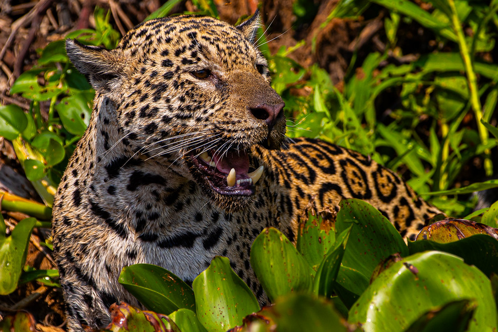 Com voz de Fernanda Torres, filme sobre onças do Pantanal de MT estreia em SP e disputa o “Oscar da natureza”