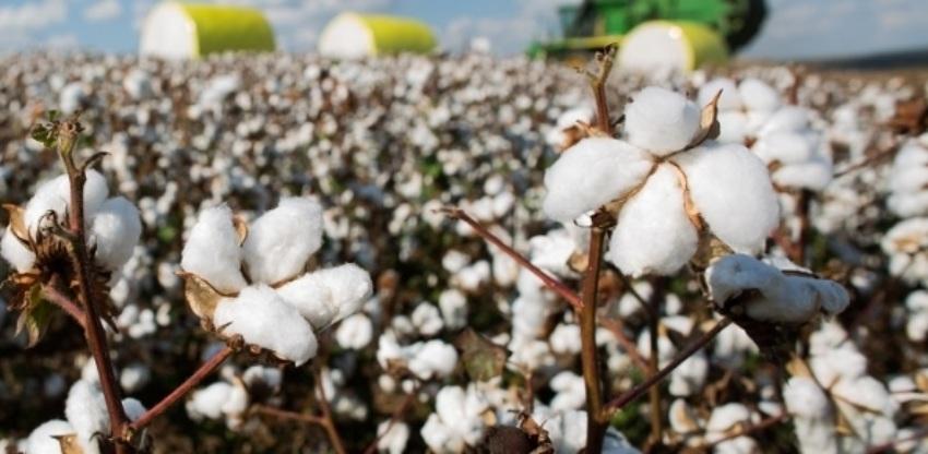 El Niño aumenta cautela de produtores de algodão para safra 2025/26