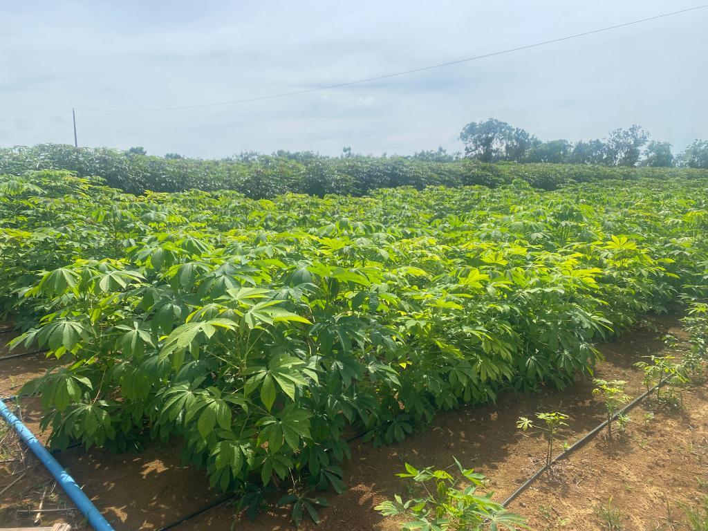 MT Produtivo recebe 105 propostas para fortalecer a agricultura familiar