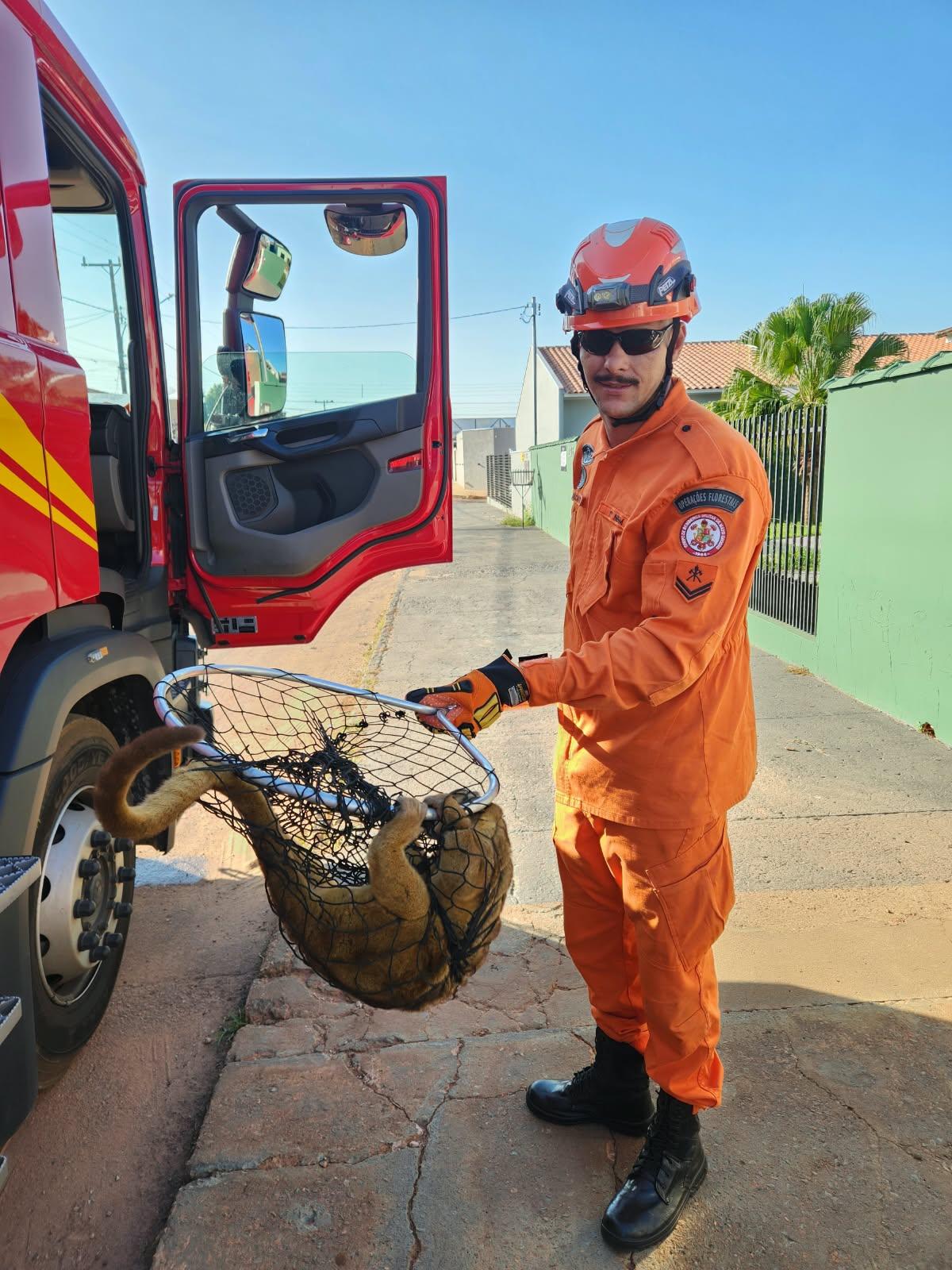 Paranatinga; Bombeiros Militares realizam captura e soltura de Jupará