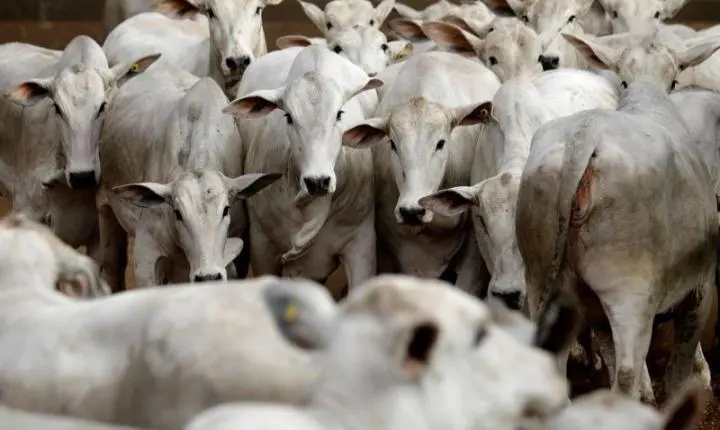 Abates de bovinos crescem 5,85% em Mato Grosso