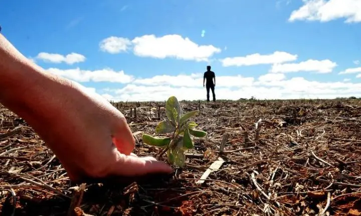 Agricultores são multados durante vazio sanitário e mais de 20 casos de praga são identificados na soja em MT