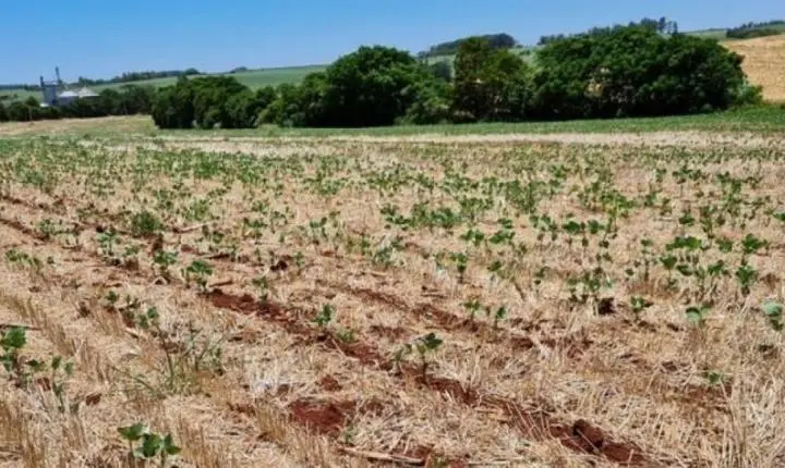 Agro tem perdas de R$ 45 bi com seca e onda de calor no Sul e Centro-Oeste