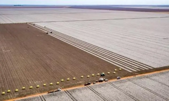Agropecuária de MT registra aumento de 31% na abertura de novas empresas durante pandemia, diz pesquisa