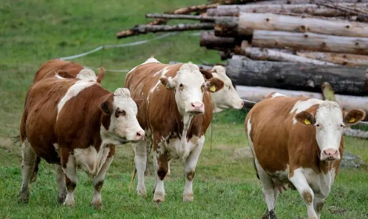 Agropecuária ocupa considerável extensão de terra no bioma Amazônia