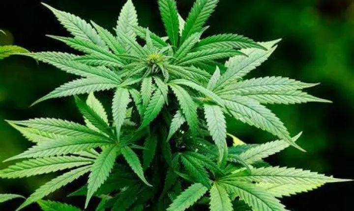 AL aprova projeto que autoriza distribuição de remédios à base de canabidiol pelo SUS em MT