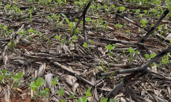 Aprosoja MT alerta o Mapa sobre crise hídrica e riscos à produtividade da safra 2025/26 no estado