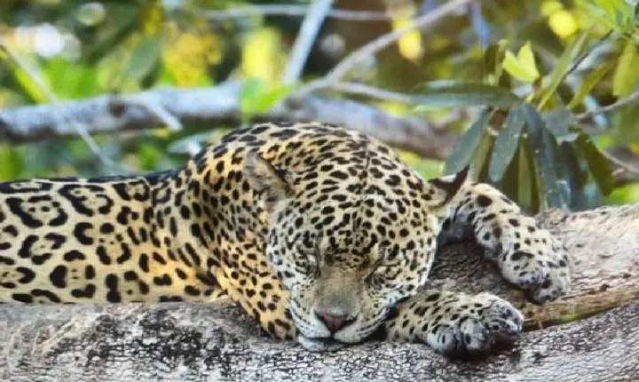 Área de reserva em MT possui maior concentração de onças-pintadas da América Latina, diz pesquisa